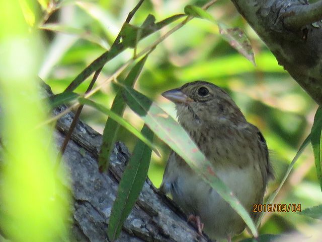 Henslow's Sparrow