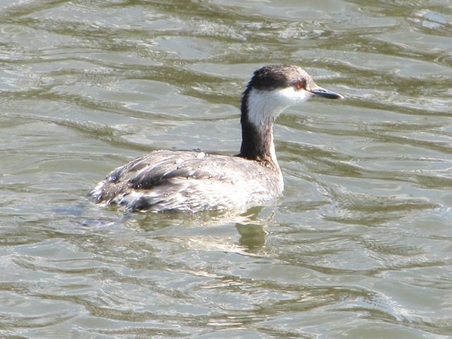 Horned Grebe