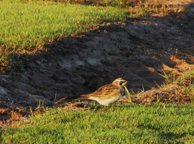 Horned Lark