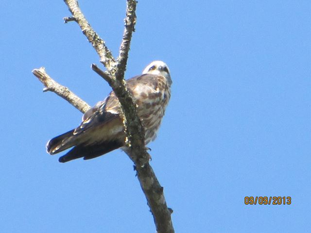 Mississippi Kite