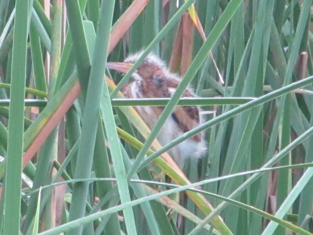 Least Bittern
