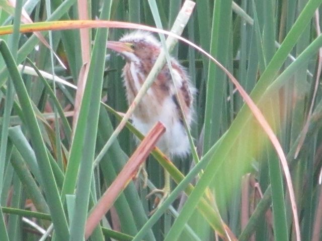 Least Bittern