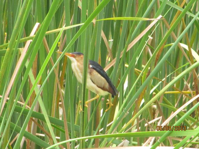 Least Bittern