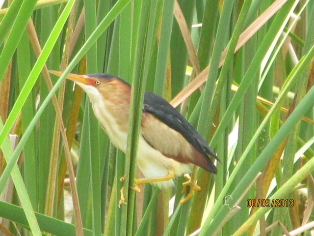 Least Bittern