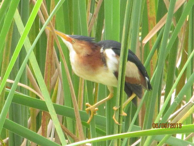 Least Bittern