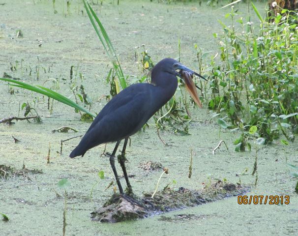 Little Blue Heron
