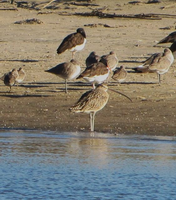 Long-billed Curlew