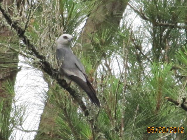 Mississippi Kite