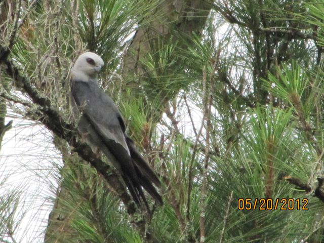 Mississippi Kite