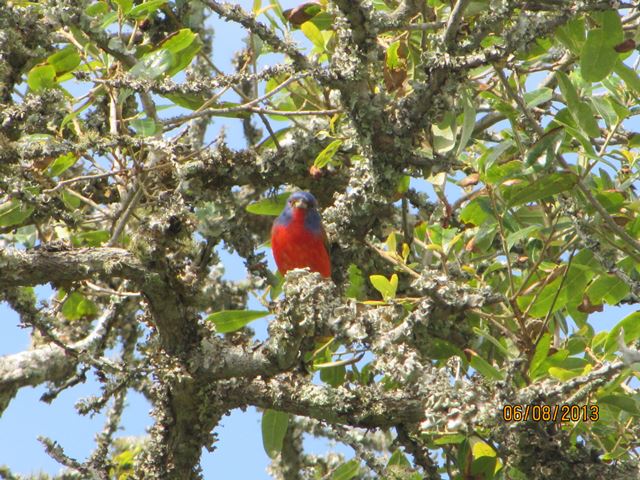 Painted Bunting