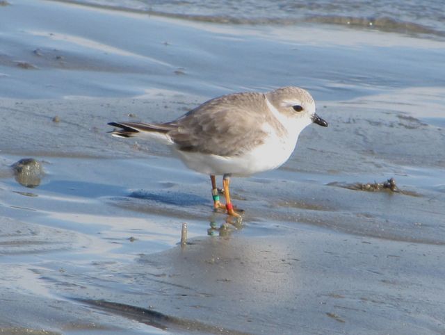 Piping Plover