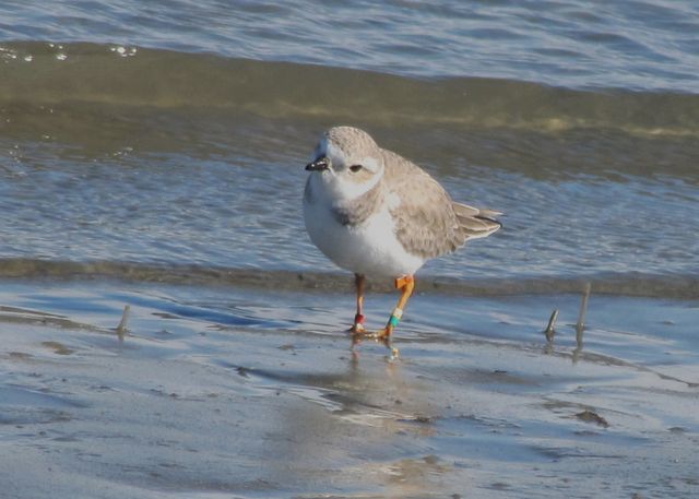 Piping Plover