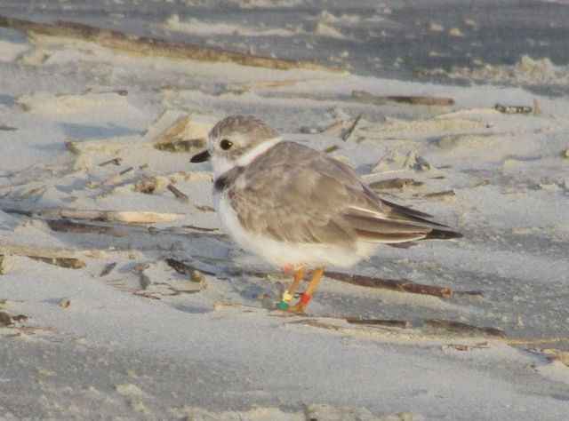 Piping Plover