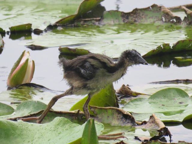Purple Gallinule