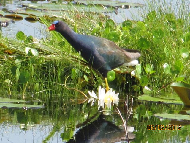 Purple Gallinule