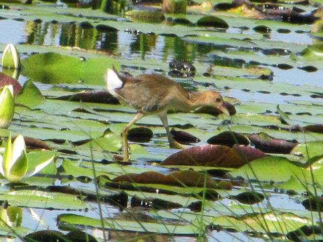 Purple Gallinules