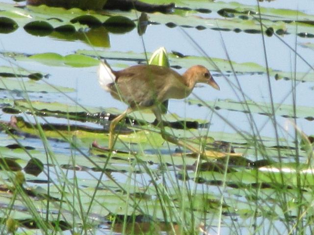 Purple Gallinules