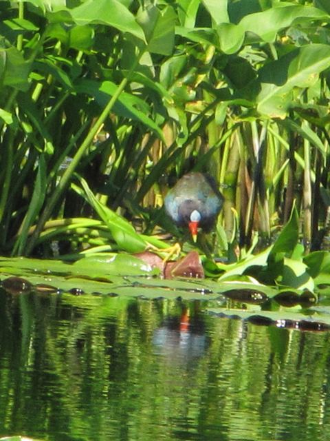 Purple Gallinules