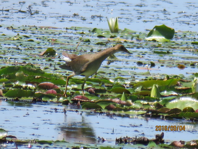 Purple Gallinule