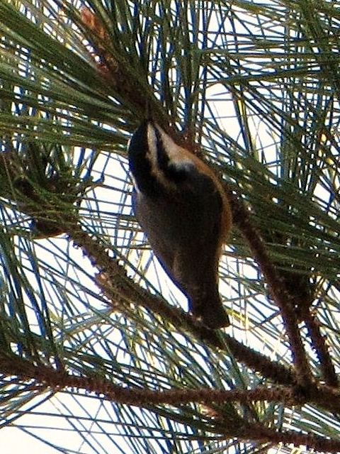Red-breasted Nuthatch