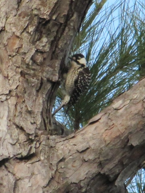 Red-cockaded Woodpecker