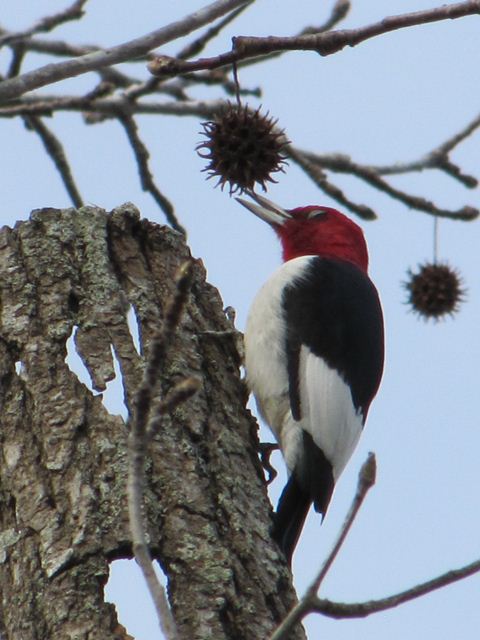 Red-headed Woodpecker