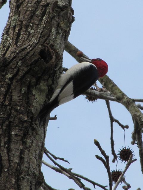 Red-headed Woodpecker