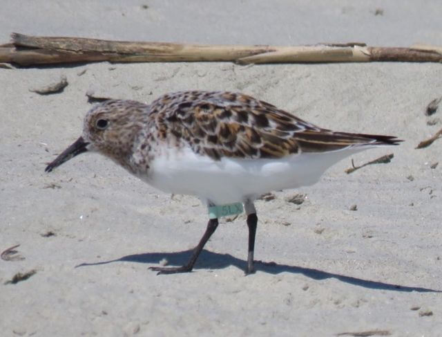 Sanderling