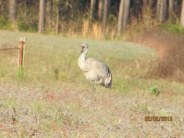 Sandhill Cranes