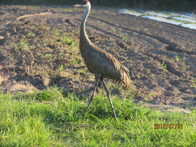 Sandhill Crane