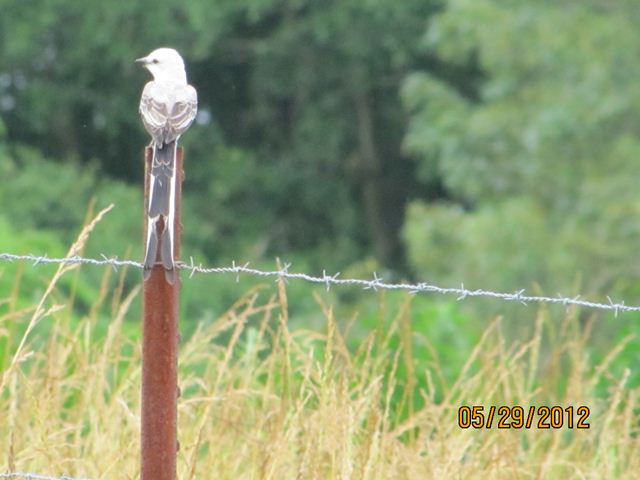 Scissor-tailed Flycatcher