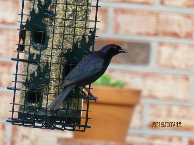 Shiny Cowbird