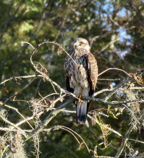 Snail Kite