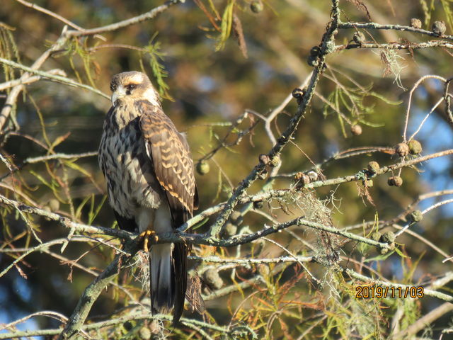 Snail Kite