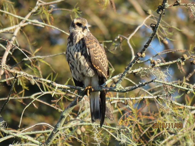 Snail Kite