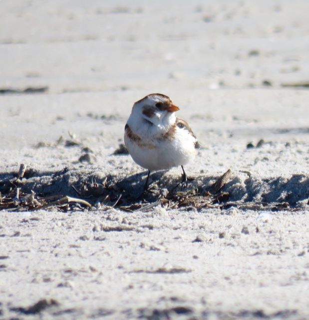 Snow Bunting