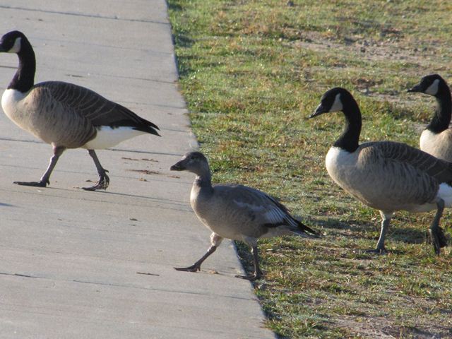 Snow Goose (with Canada Geese)