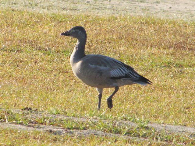 Snow Goose (with Canada Geese)