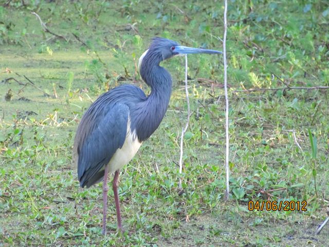 Tricolored Heron