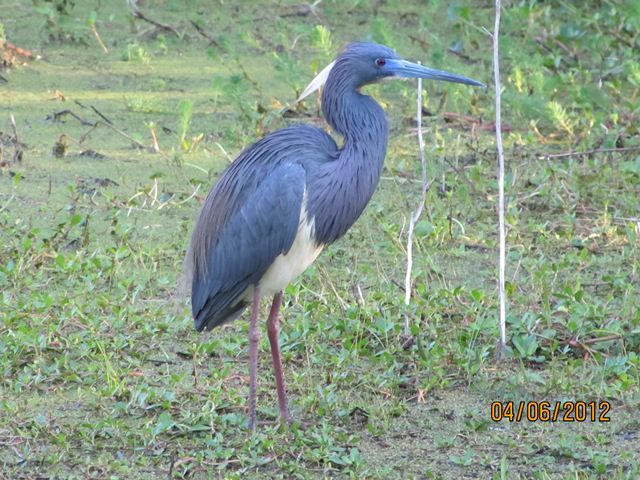 Tricolored Heron