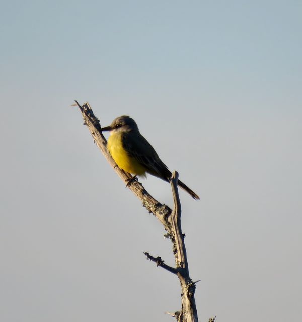 Tropical Kingbird
