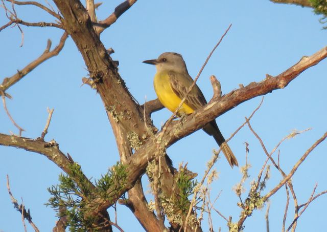 Tropical Kingbird