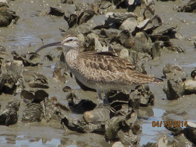 Whimbrel