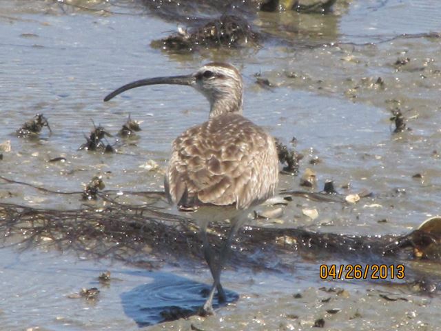 Whimbrel