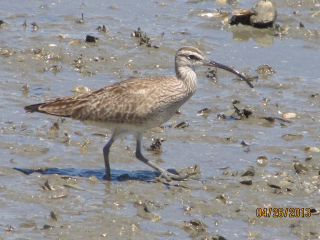 Whimbrel