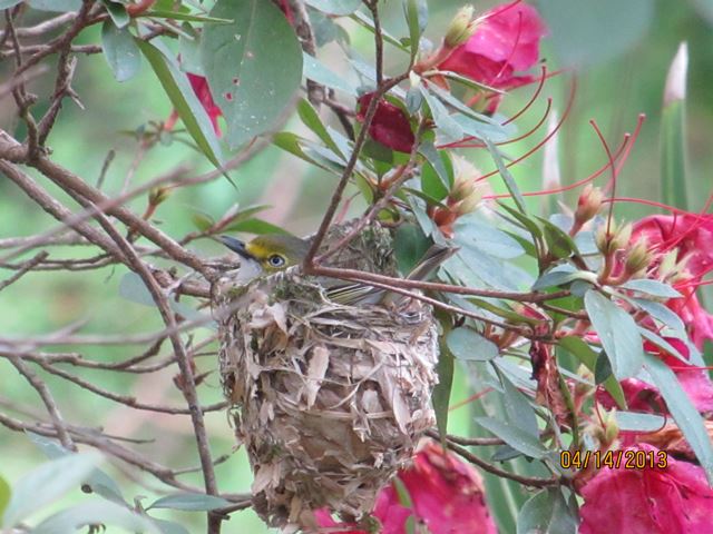 White-eyed Vireo