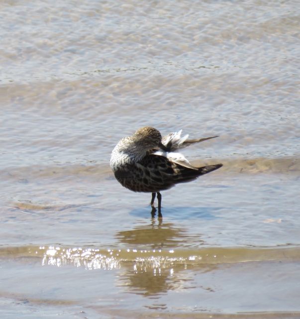 White-rumped Sandpiper