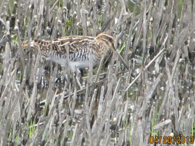 Wilson's Snipe