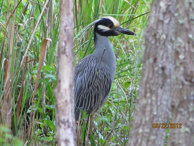 Yellow-crowned Night-Heron