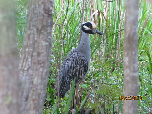 Yellow-crowned Night-Heron